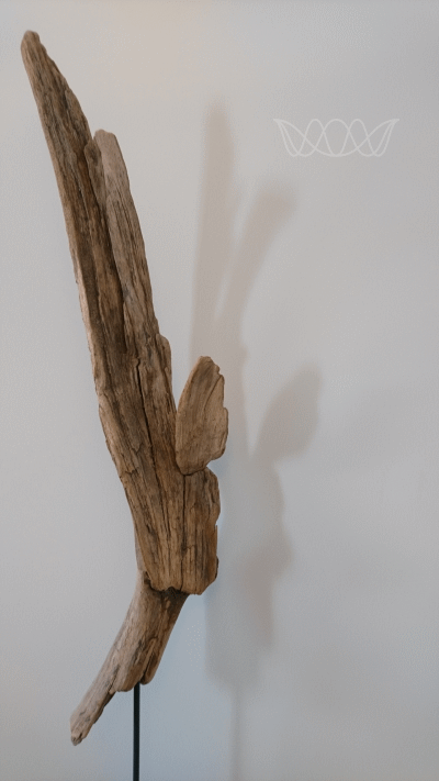 Skulptur von Regina Steck aus Schwemmholz, die die Schwinge eines Engels darstellt. Diese wirft einen Schatten, welcher wie ein bittender Engel aussieht. Foto Regina Steck