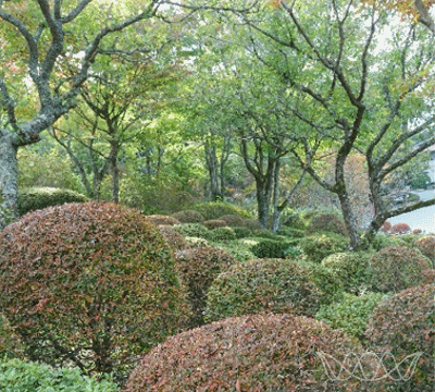 Japanischer Garten mit vielen rund getrimmten Büschen mit grünen und roten Blättern und Bäumen mit interessant verzweigten Ästen. Foto von Regina Steck